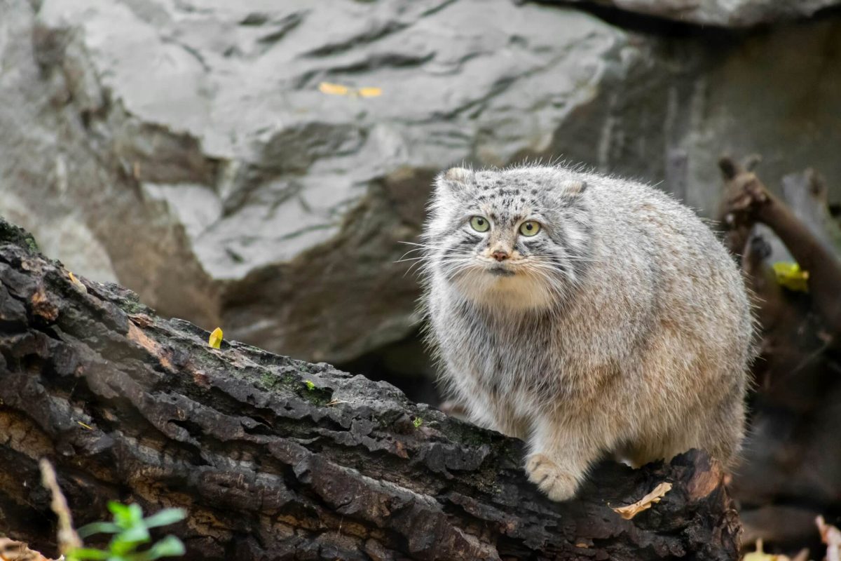 گربه پالاس (pallas cat)