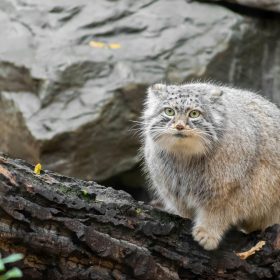 گربه پالاس (pallas cat)